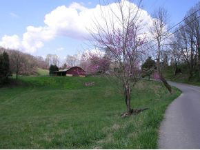 251 Jim Elliott Road Elizabethton, TN 37643 - Photo 4 of 15 Photo 4