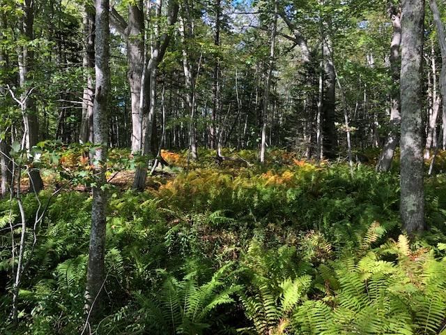 0 Shermans Point Road Camden, ME 04843 - Photo 9 of 11 IMG_5619