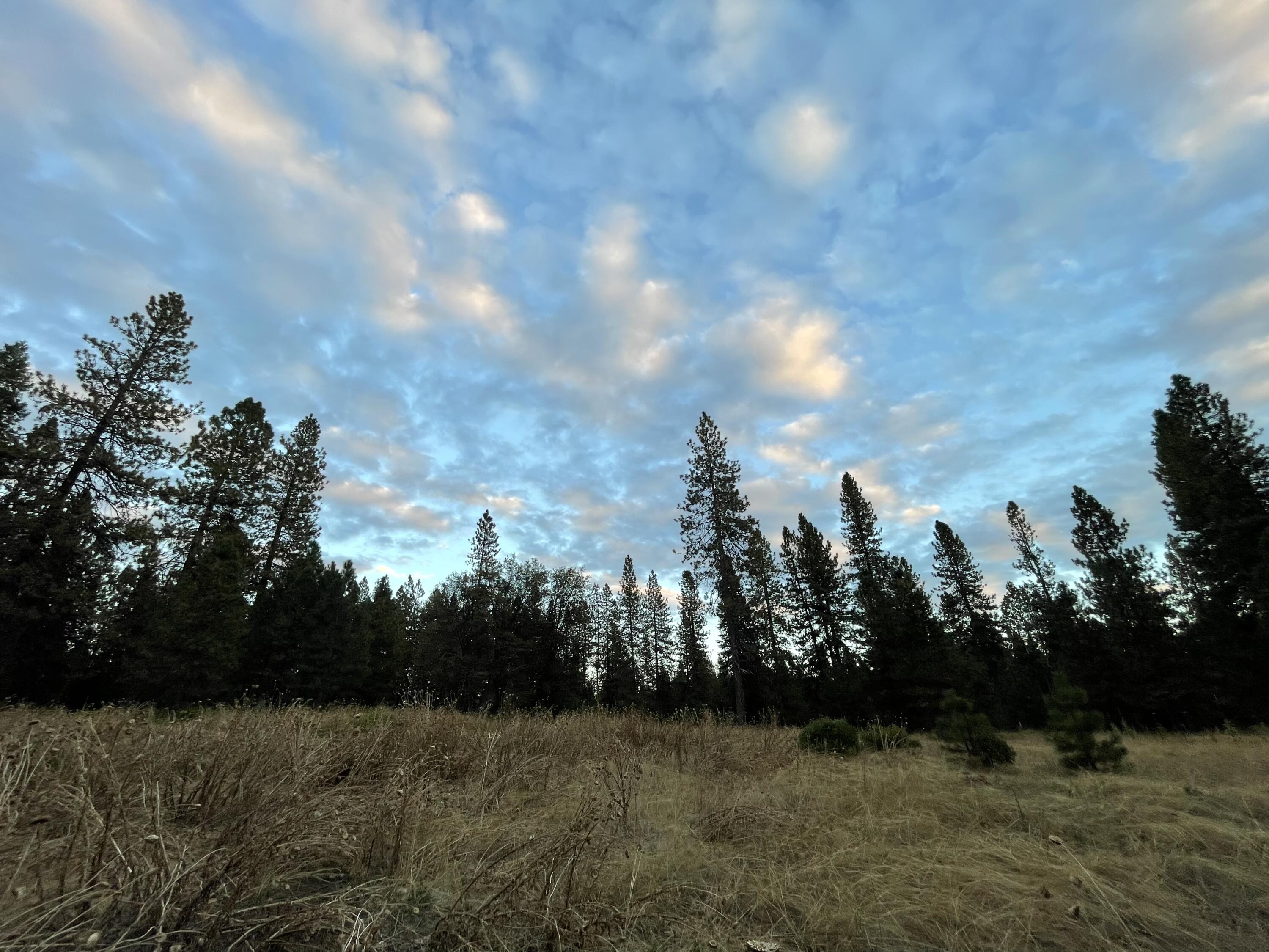 0 Forest Road McCloud, CA 96057 - Photo 4 of 11 IMG_7516