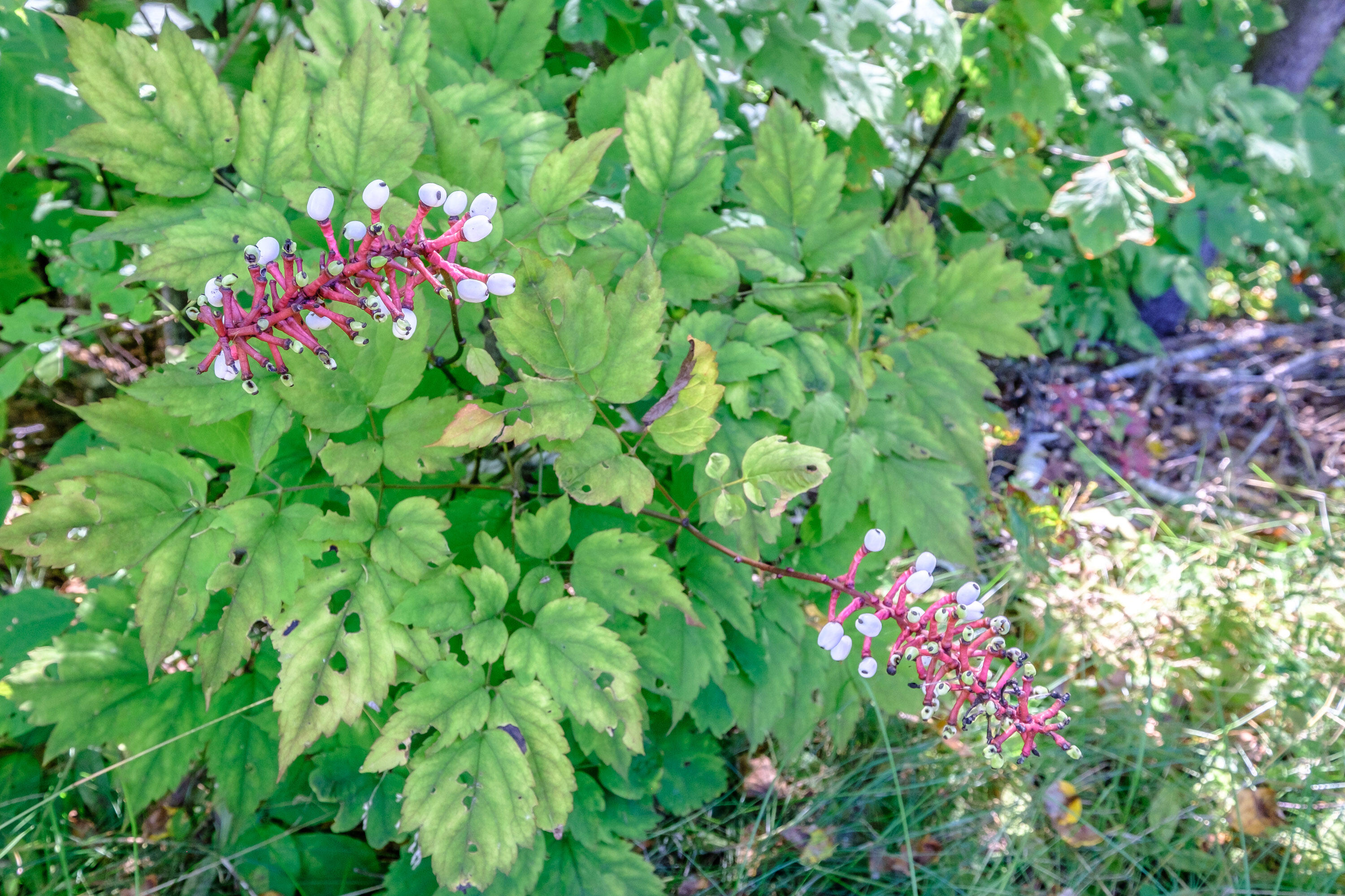 1727 Bear River Road Newry, ME 04261 - Photo 32 of 43 20240829gp-66059