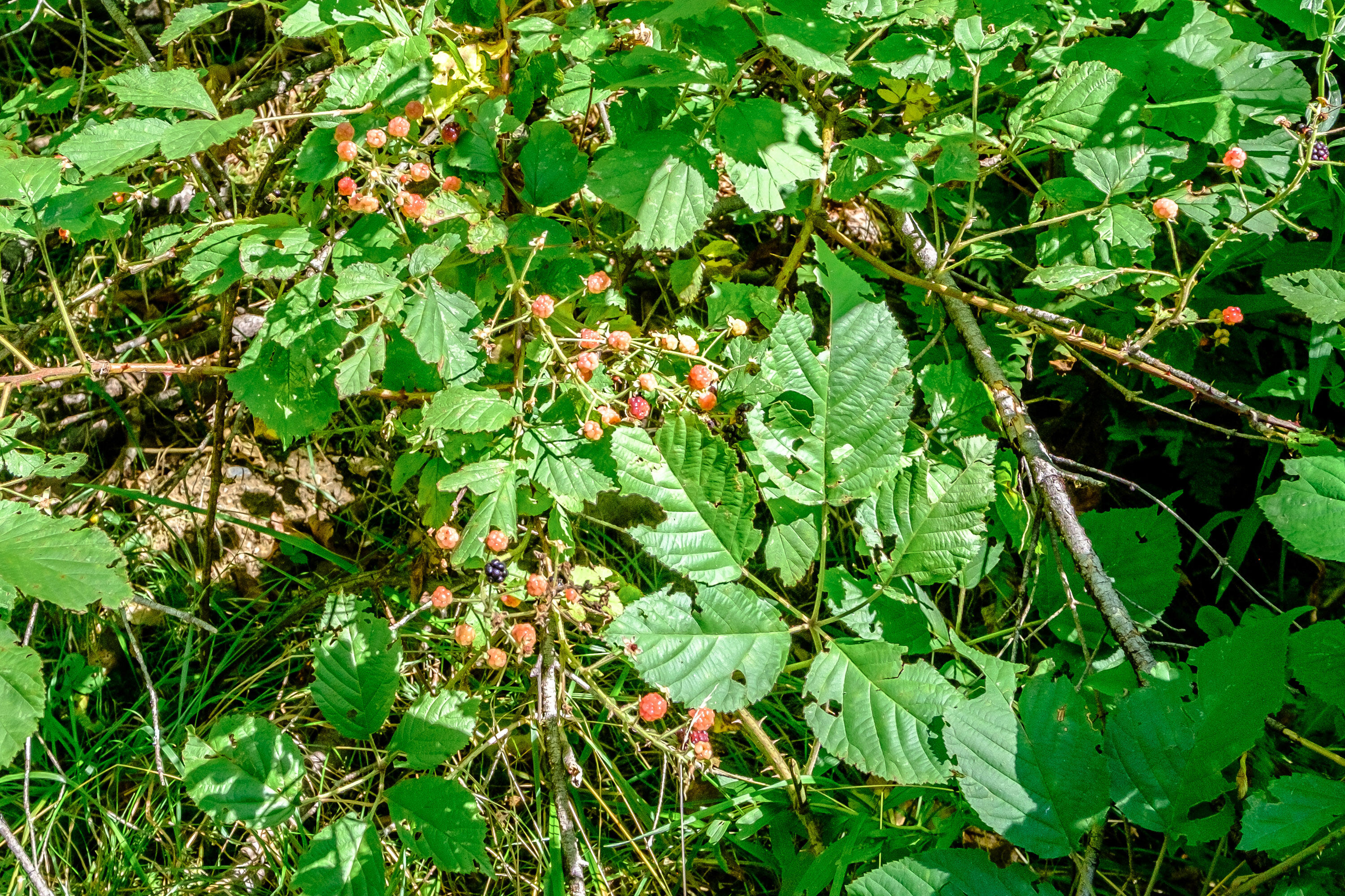 1727 Bear River Road Newry, ME 04261 - Photo 5 of 43 20240829gp-66025