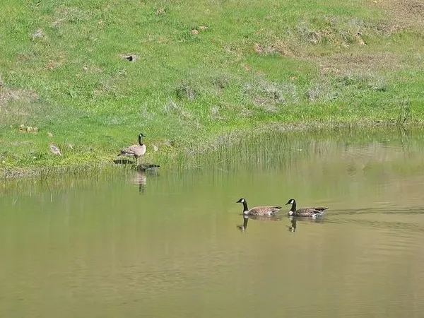 a view of a house with a wooden deck and a yard