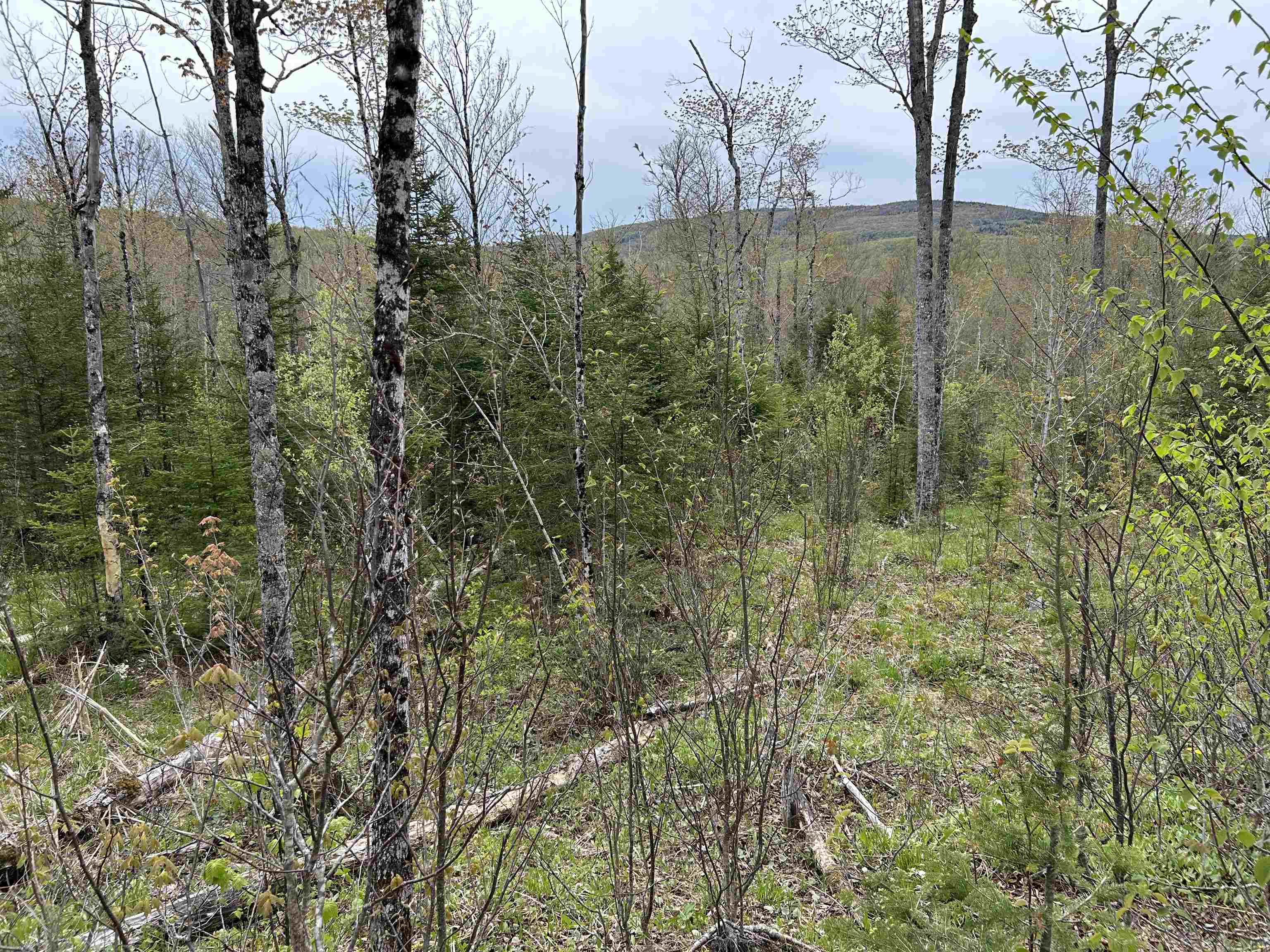 Mapb2-lot16 Dead Water Road Stewartstown, NH 03576 - Photo 7 of 31
