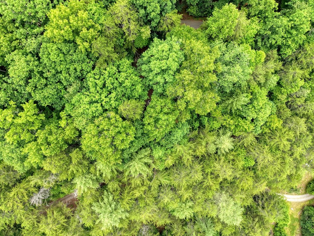 664 High Ridge Road Murphy, NC 28906 - Photo 38 of 42