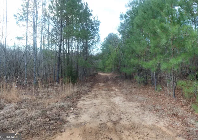 a view of a forest with trees in the background