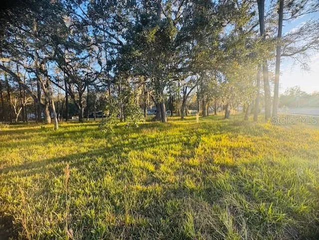 a view of a yard with large trees