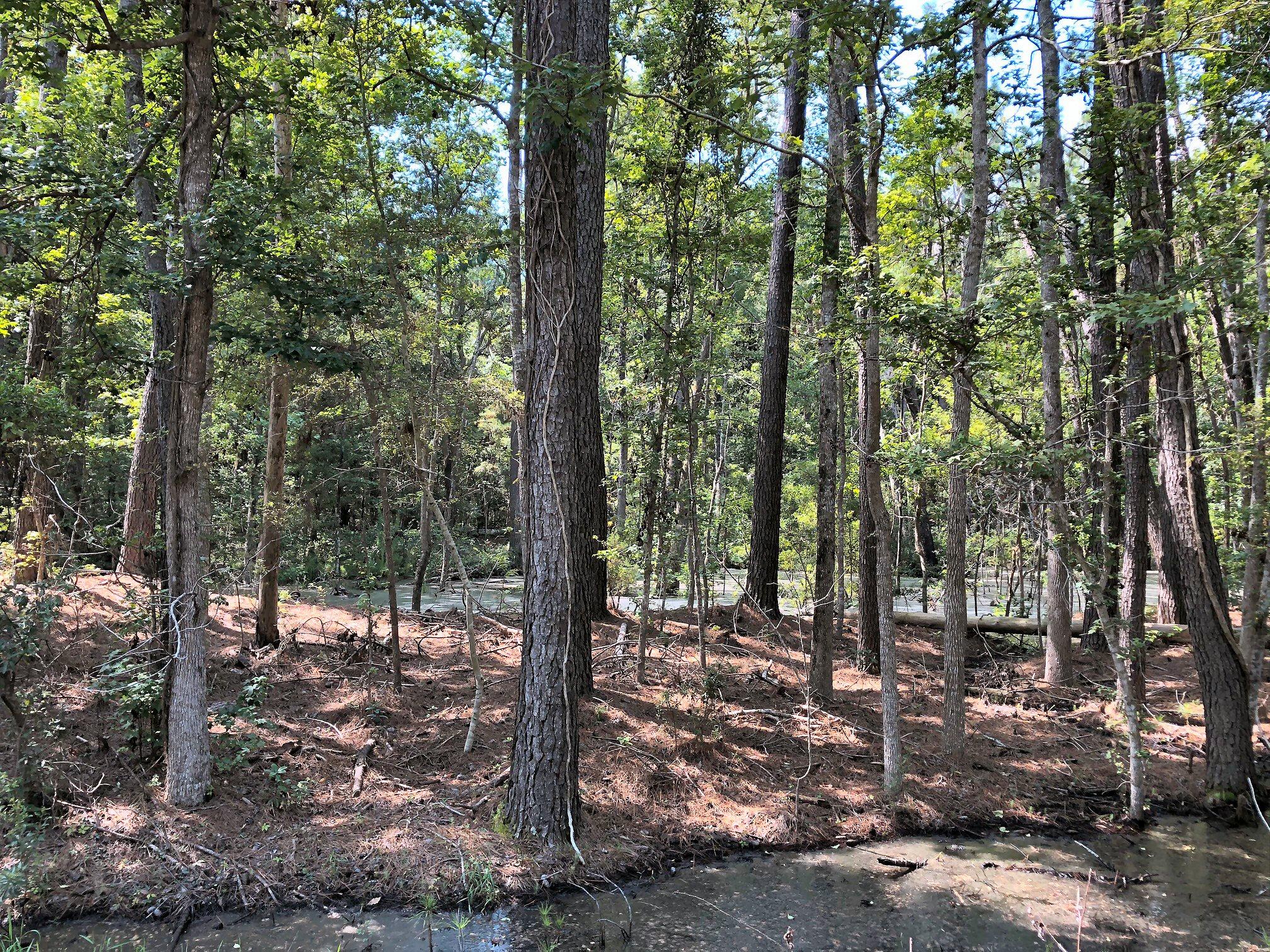 8167 Chisolm Plantation Road Edisto Island, SC 29438 - Photo 11 of 20 Great buffer!