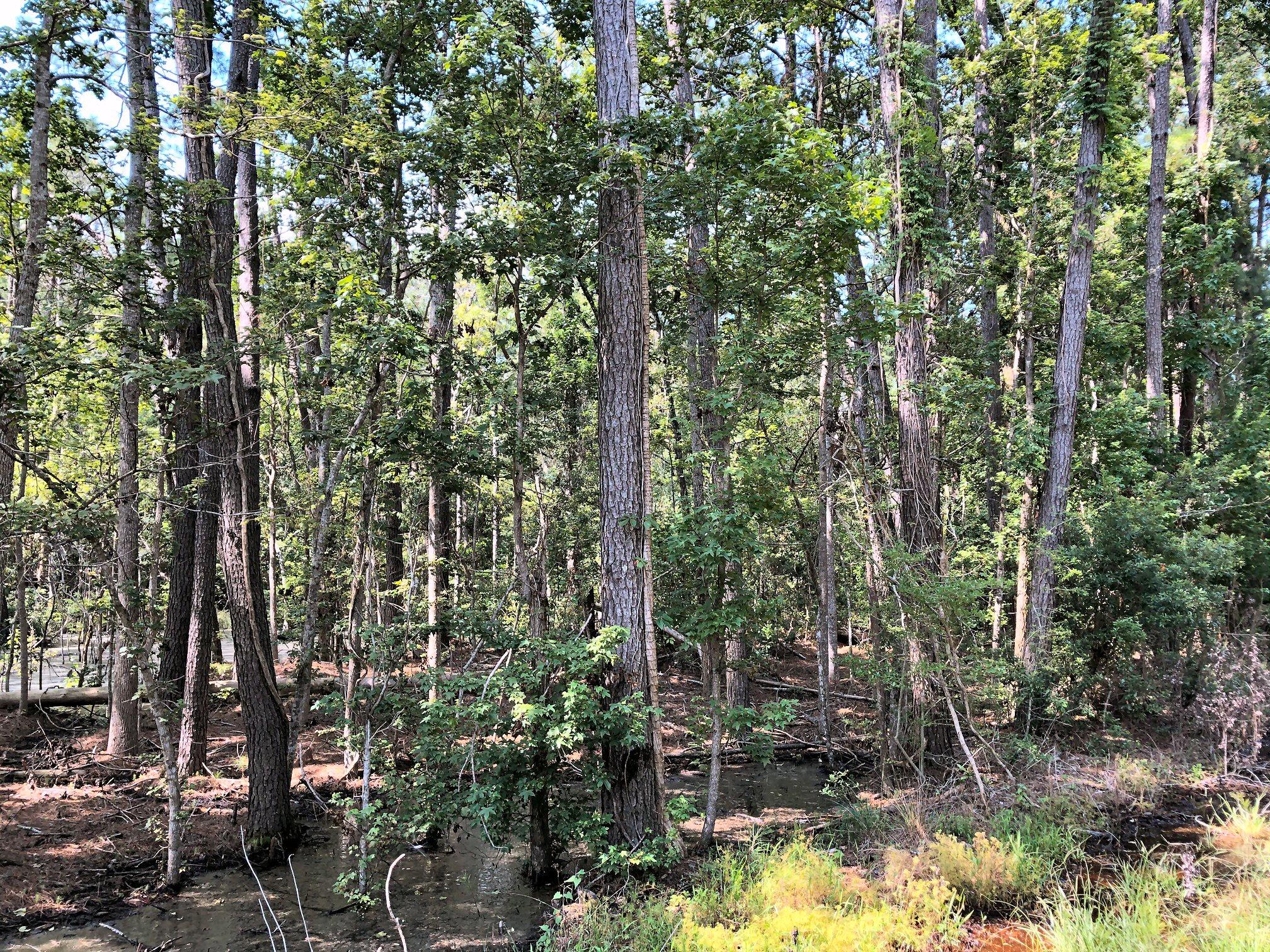 8167 Chisolm Plantation Road Edisto Island, SC 29438 - Photo 12 of 20 Right side of property!