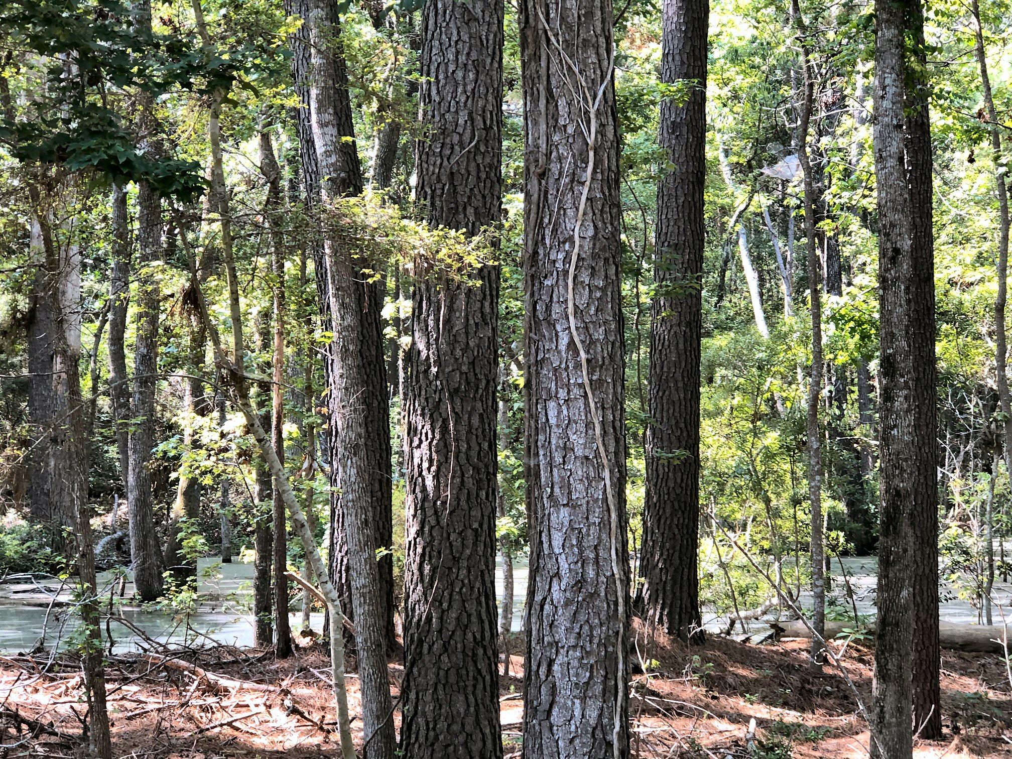8167 Chisolm Plantation Road Edisto Island, SC 29438 - Photo 13 of 20 Oaks, Magnolias, hardwoods and pines!