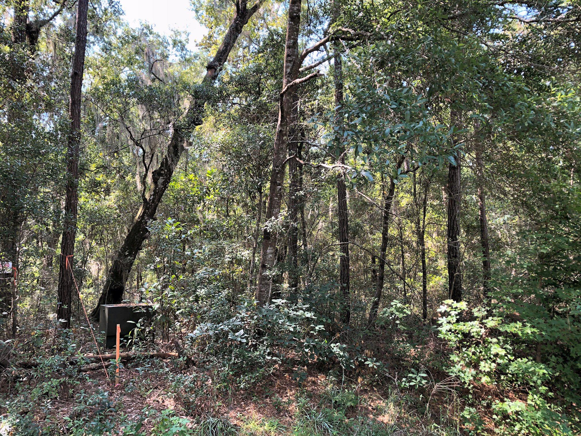 8167 Chisolm Plantation Road Edisto Island, SC 29438 - Photo 5 of 20 Left Property corner!