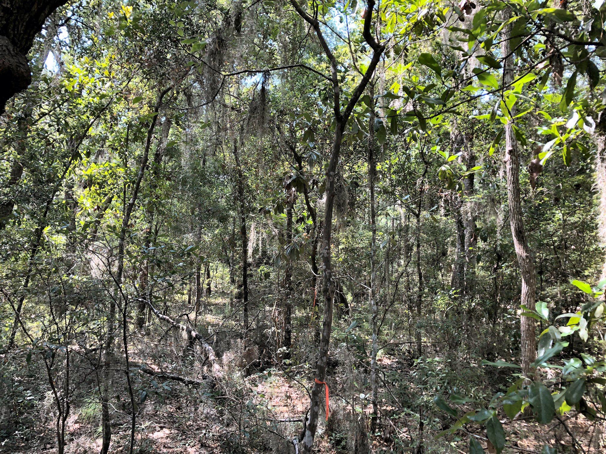 8167 Chisolm Plantation Road Edisto Island, SC 29438 - Photo 6 of 20 Lots of Hardwoods!