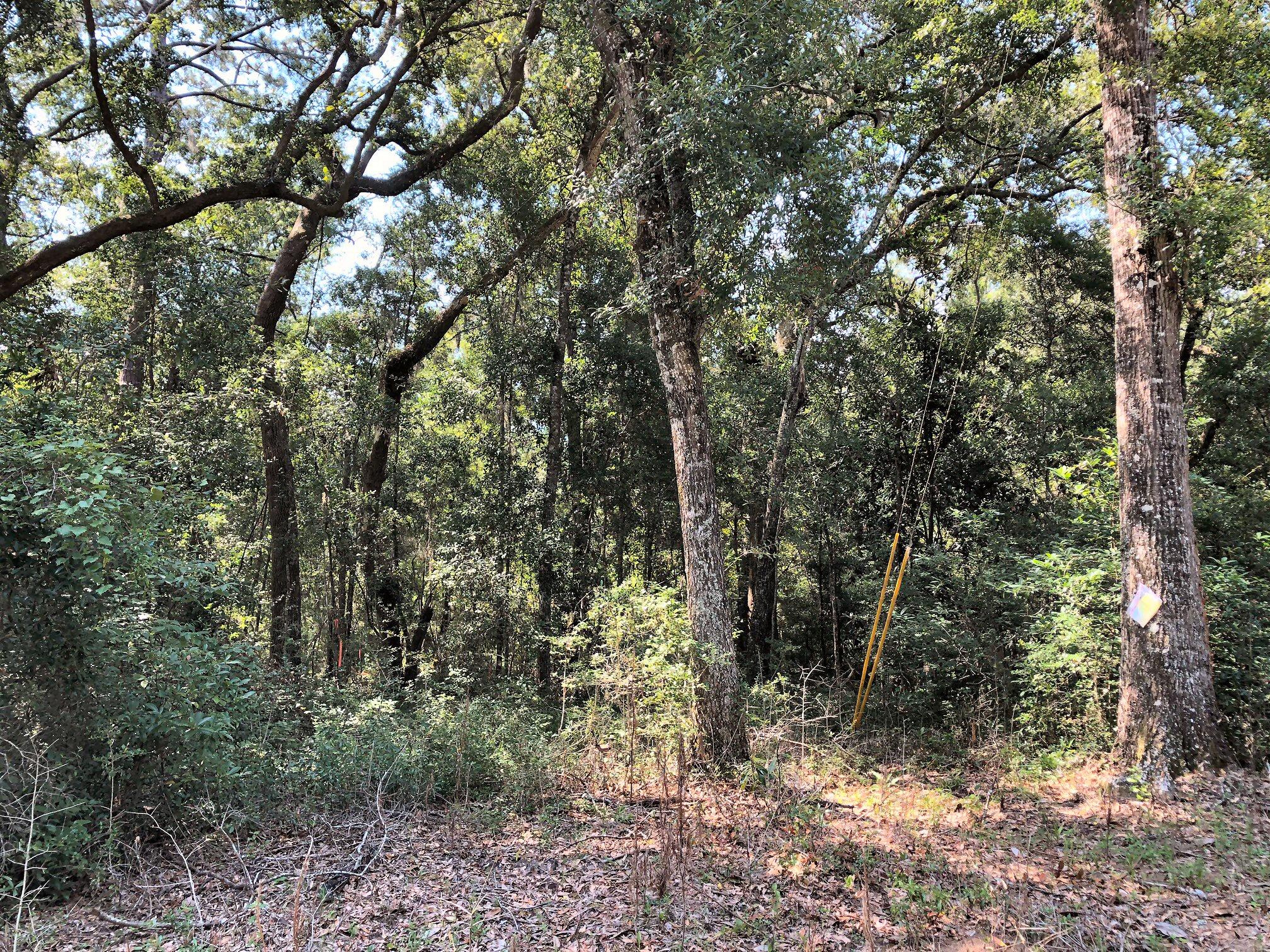 8167 Chisolm Plantation Road Edisto Island, SC 29438 - Photo 7 of 20 Live Oaks!
