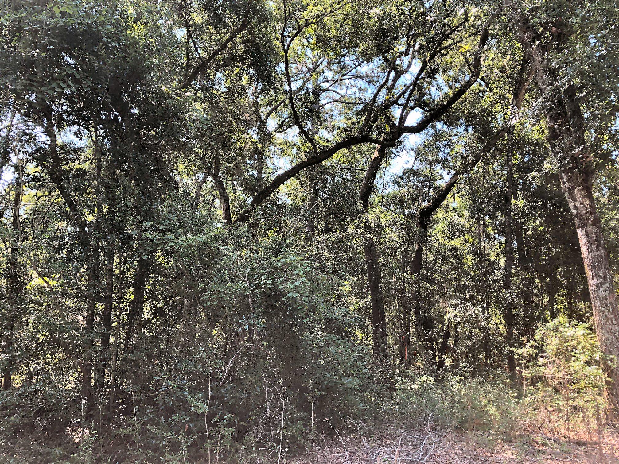 8167 Chisolm Plantation Road Edisto Island, SC 29438 - Photo 8 of 20 Septic Permit in Hand!