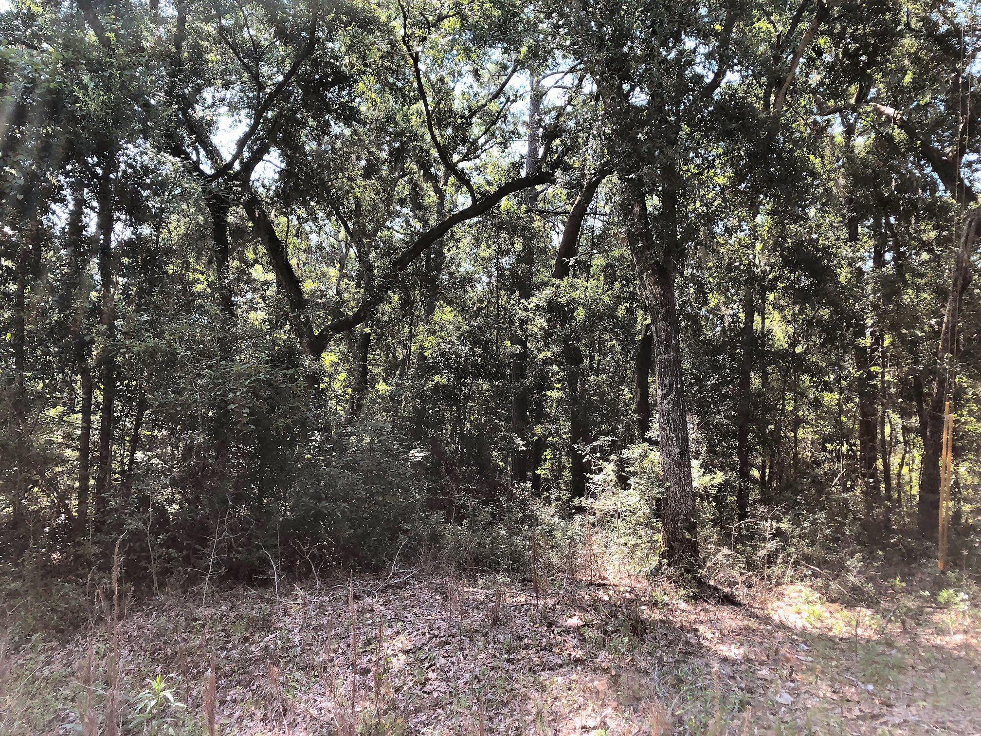 8167 Chisolm Plantation Road Edisto Island, SC 29438 - Photo 9 of 20 Loaded with wildlife!