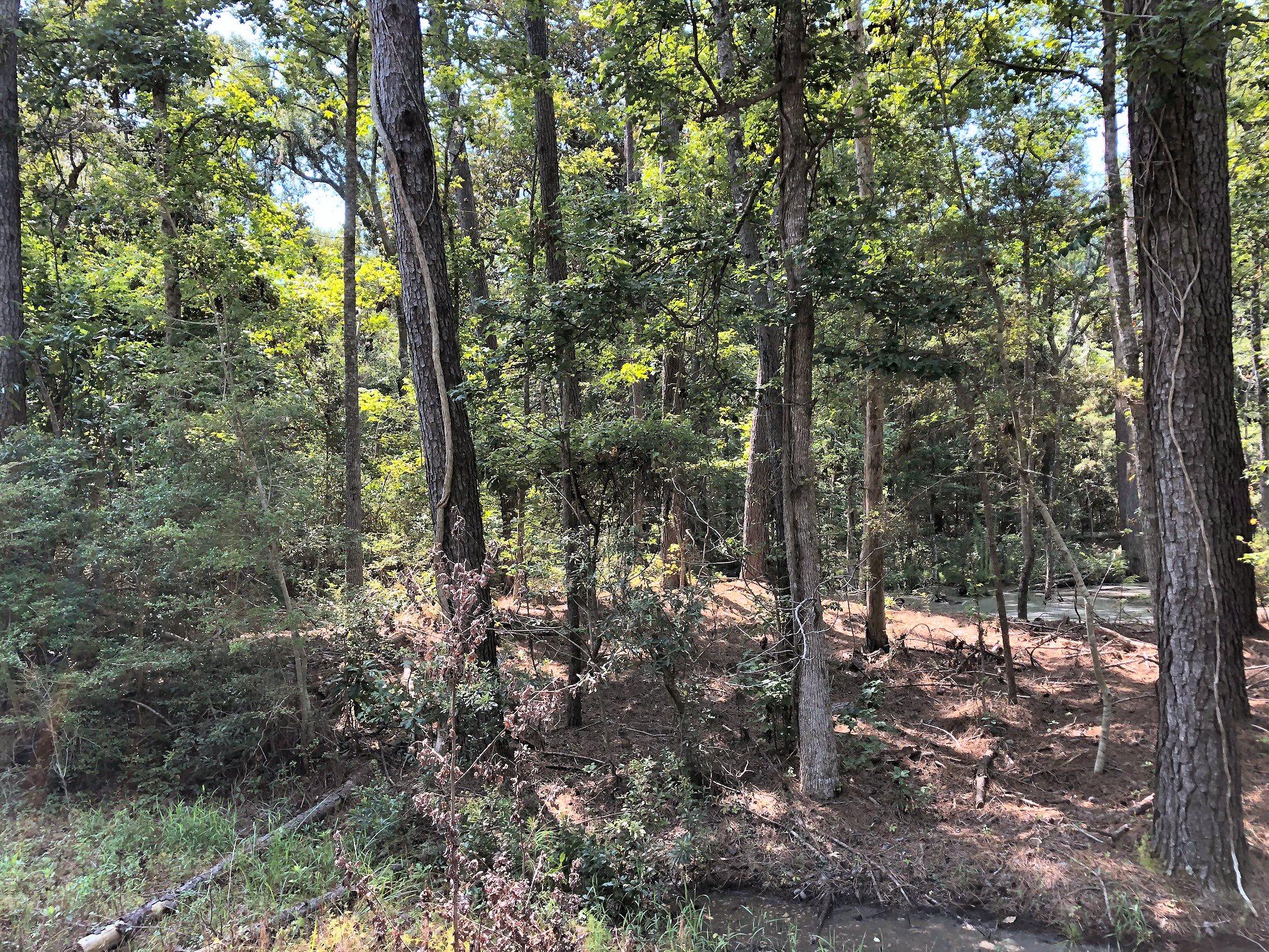 8167 Chisolm Plantation Road Edisto Island, SC 29438 - Photo 10 of 20 .43 acre wetland!