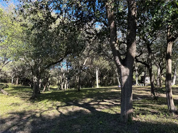 a view of a tree in the garden