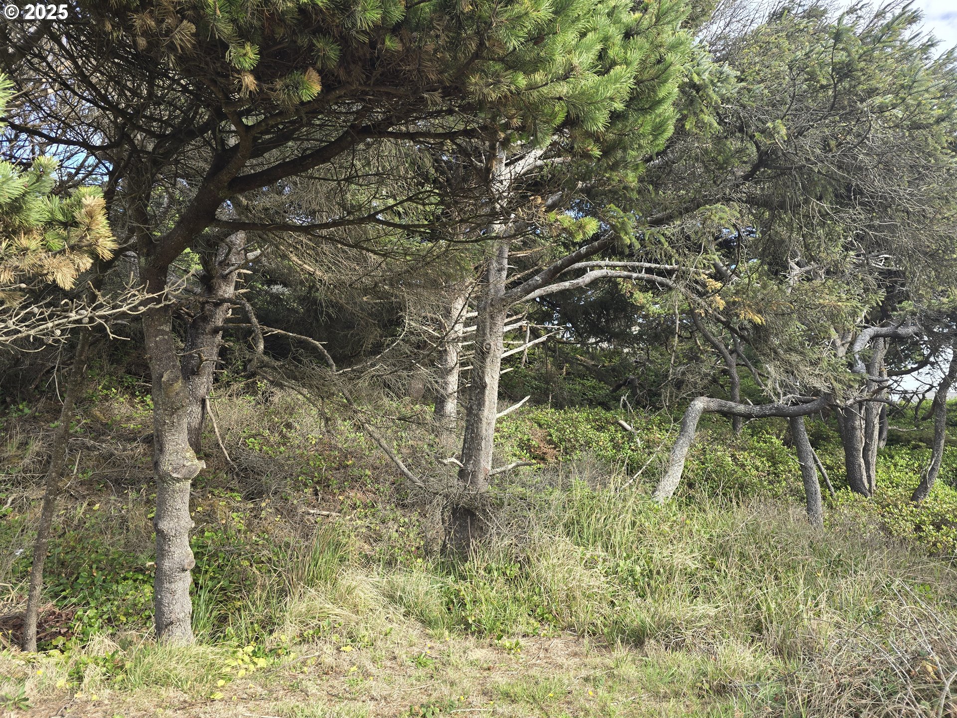 0 Lookout Street, Unit 2 Florence, OR 97439 - Photo 4 of 13