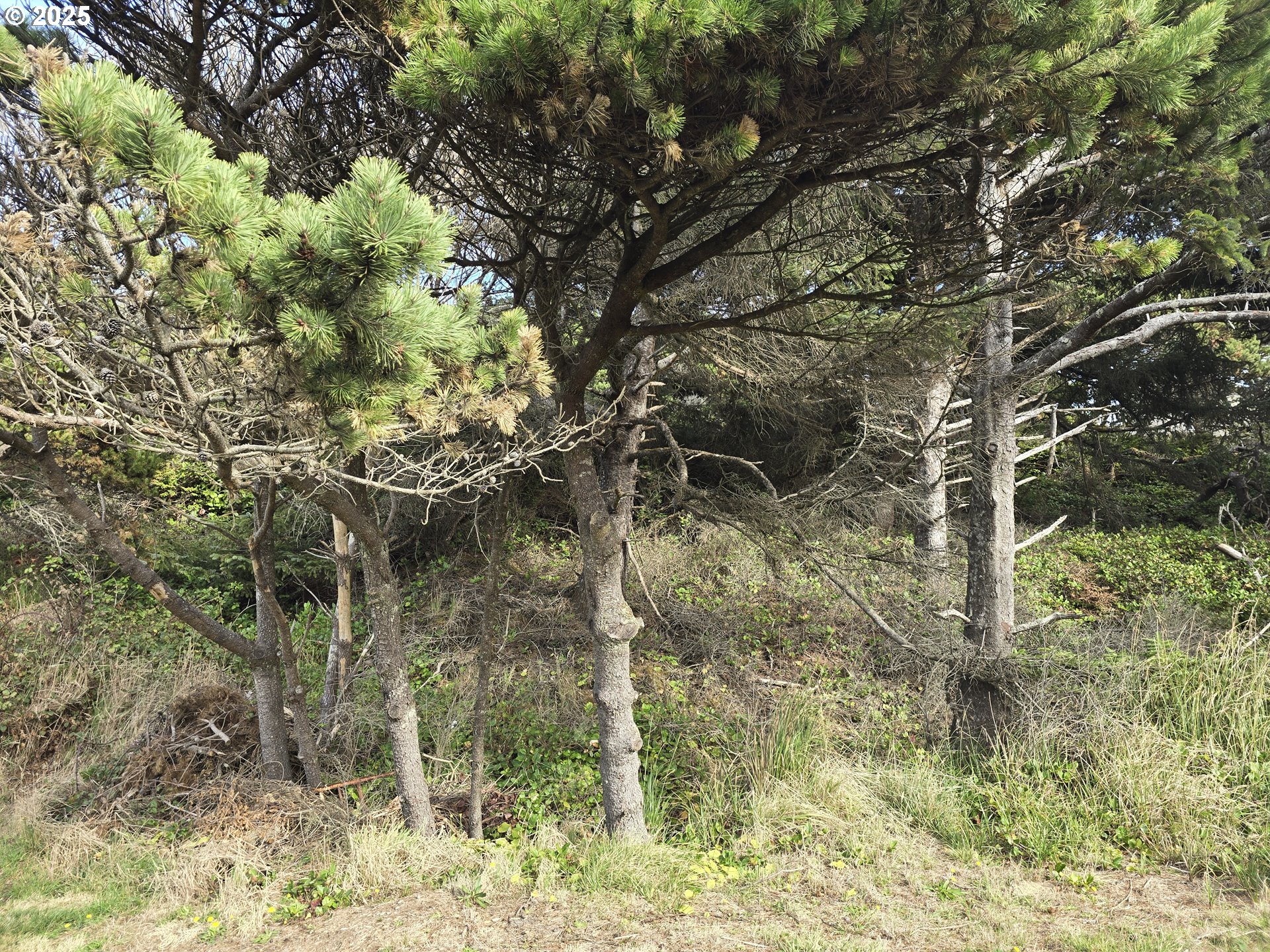 0 Lookout Street, Unit 2 Florence, OR 97439 - Photo 5 of 13