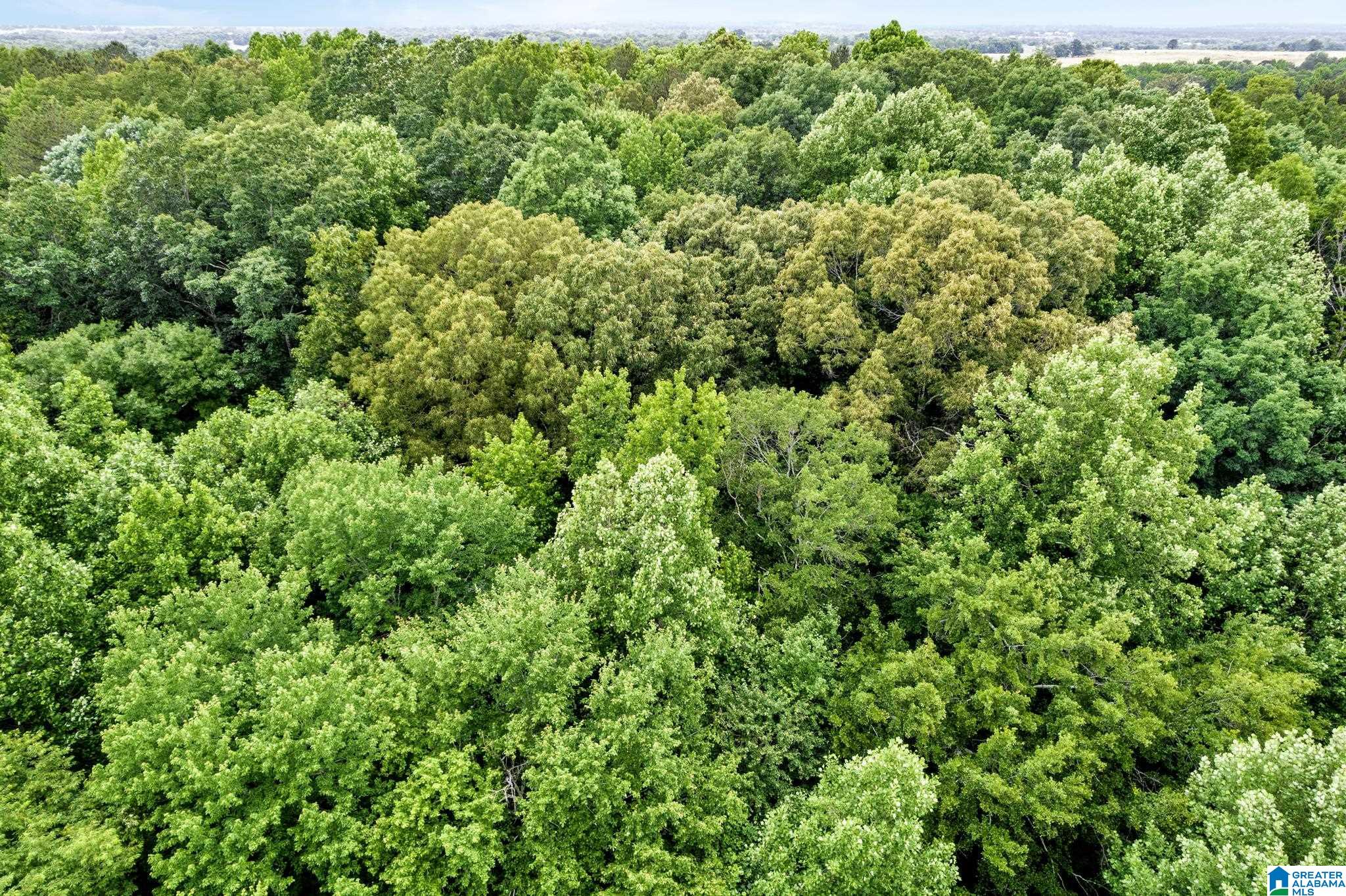 530 Mt Road Blountsville, AL 35031 - Photo 18 of 18
