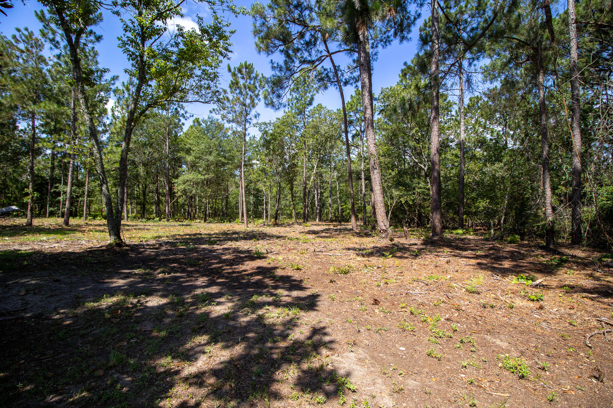 1203 Seivern Road Wagener, SC 29164 - Photo 32 of 35