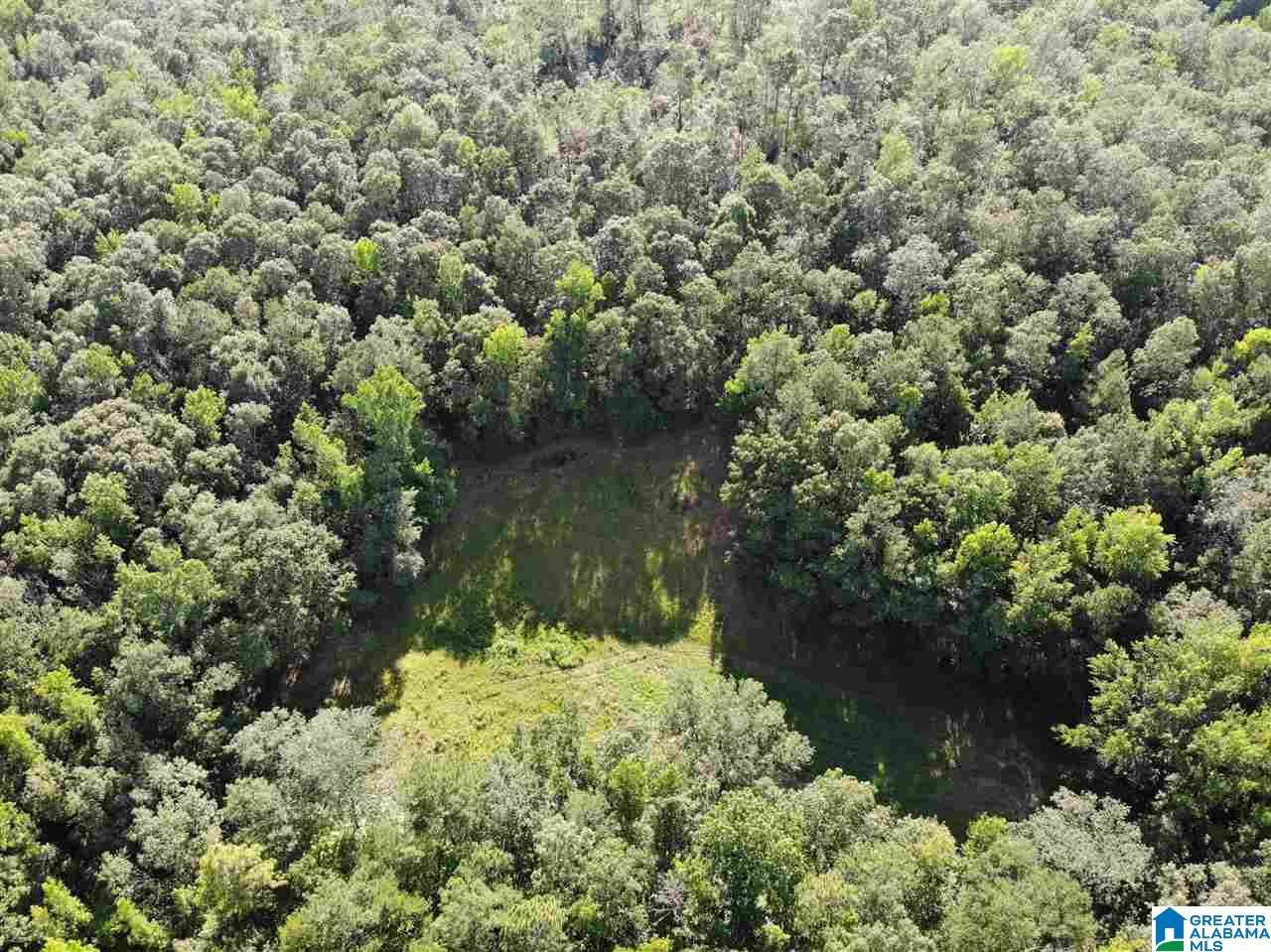 0 Antler Loop Rockford, AL 35136 - Photo 5 of 12