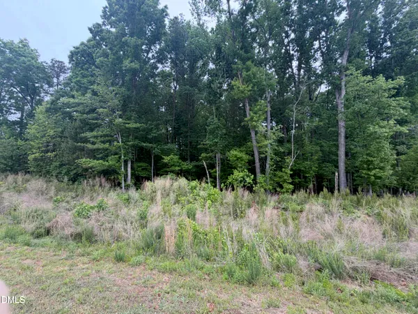 a view of a forest filled with trees