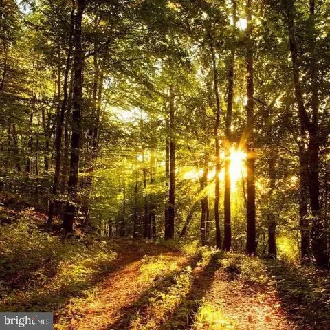 a view of a yard with trees