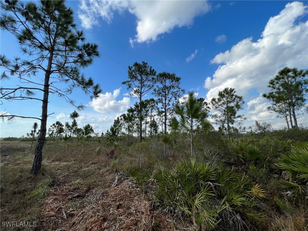 50044 Bermont Road Punta Gorda, FL 33982 - Photo 1 of 19 a view of a tree in a yard