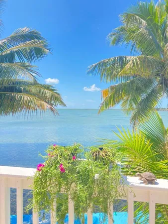 a view of a palm tree