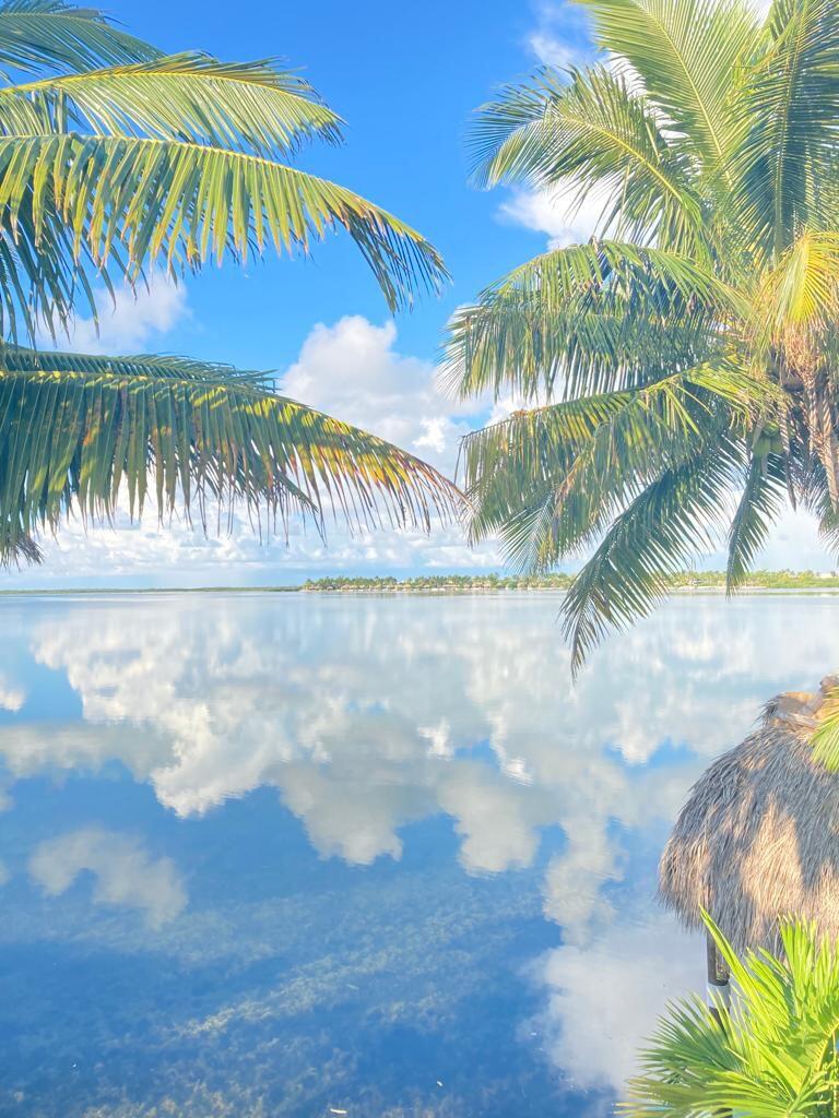 32 Beach Drive Key West, FL 33040 - Photo 32 of 33 a view of a palm tree