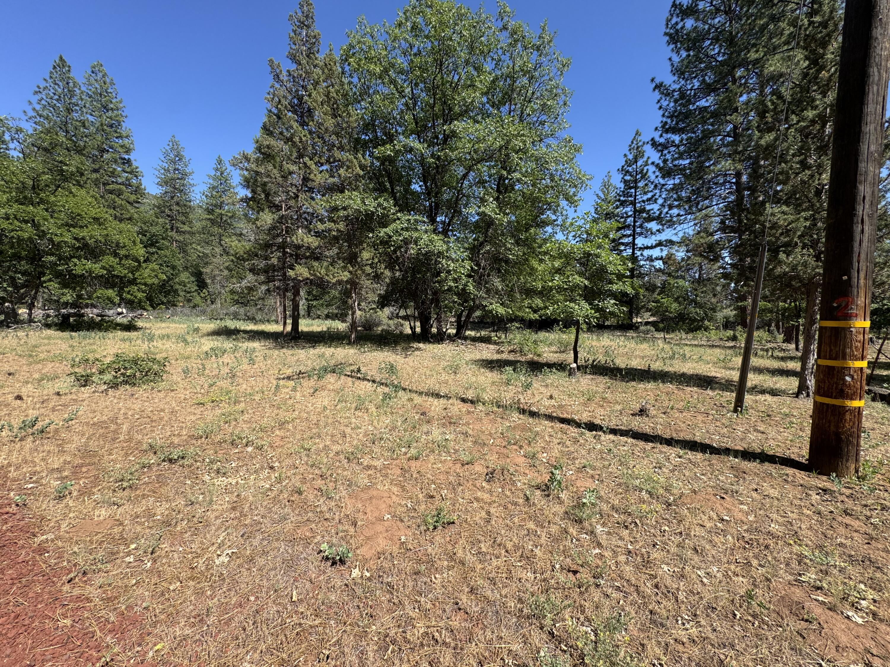 a view of a yard with trees