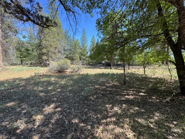 a view of yard with trees