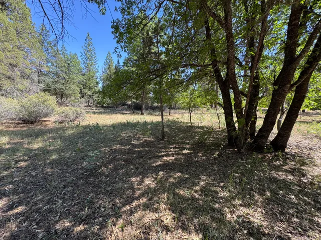 a view of a tree in the middle of a yard