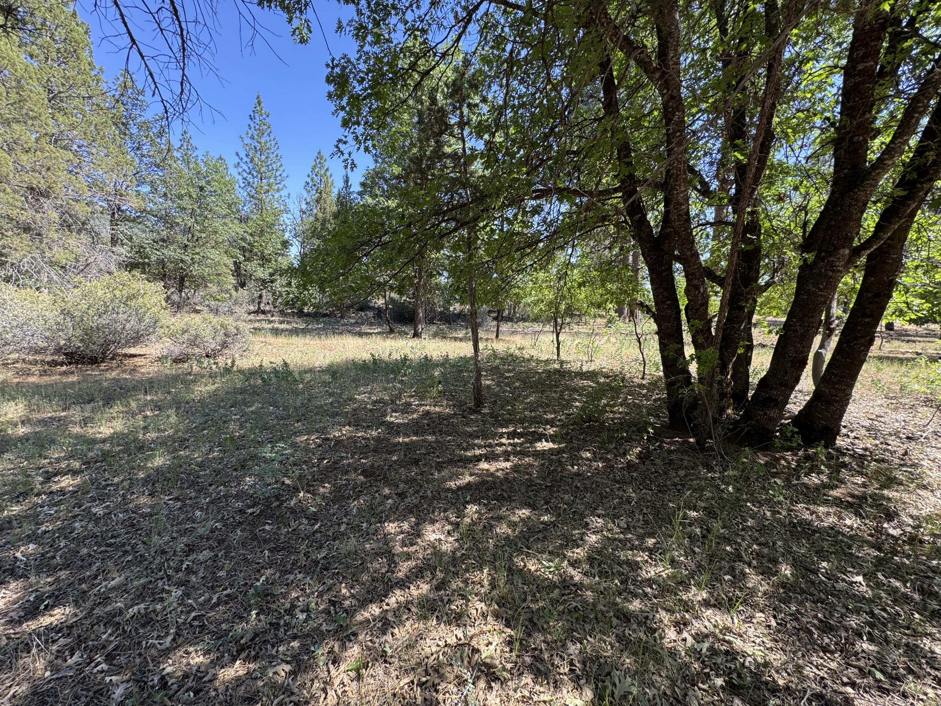 Xxx Old Brown Ranch Road McArthur, CA 96056 - Photo 3 of 12 a view of a tree in the middle of a yard
