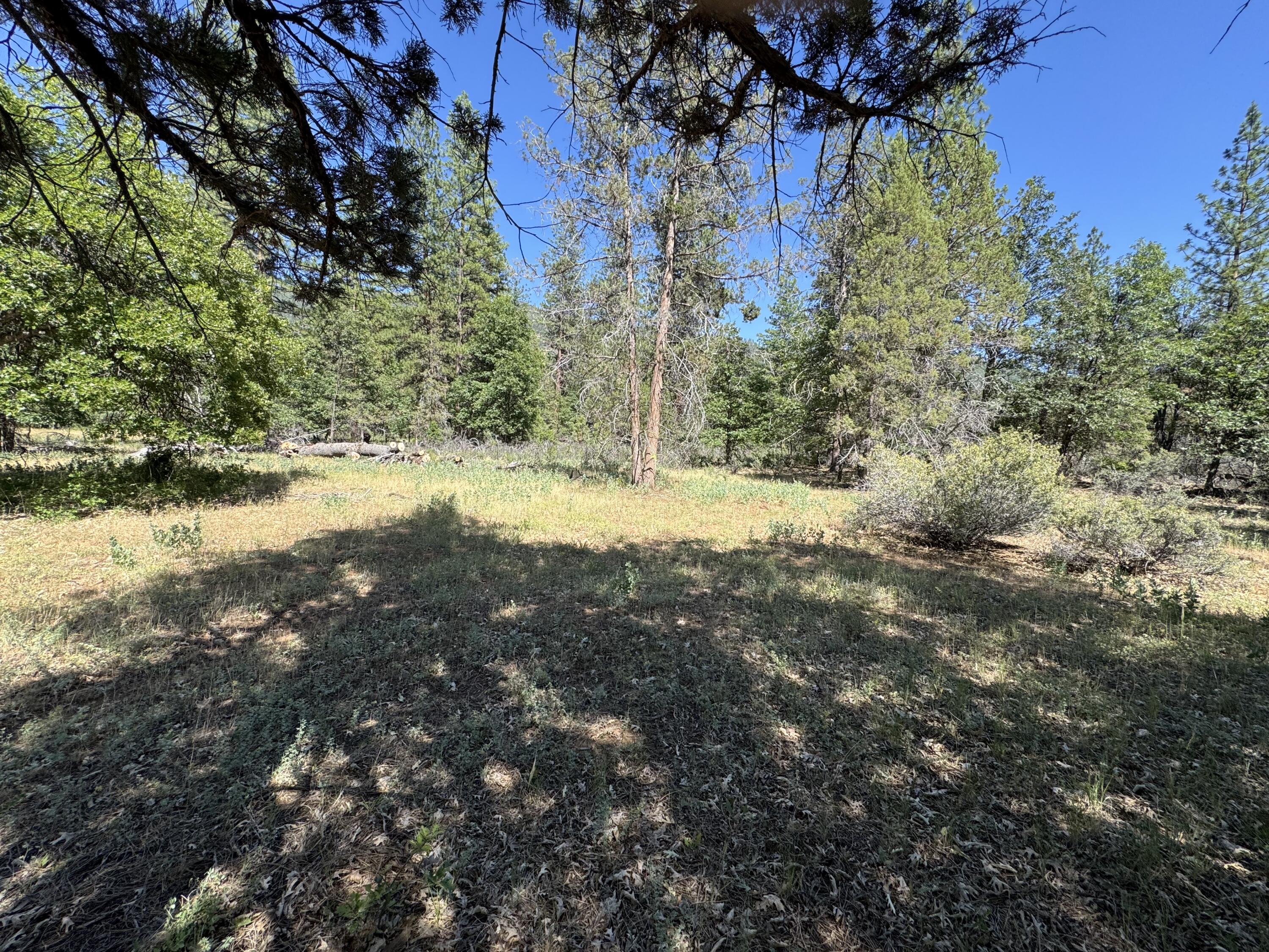 Xxx Old Brown Ranch Road McArthur, CA 96056 - Photo 4 of 12 a view of a yard with a tree