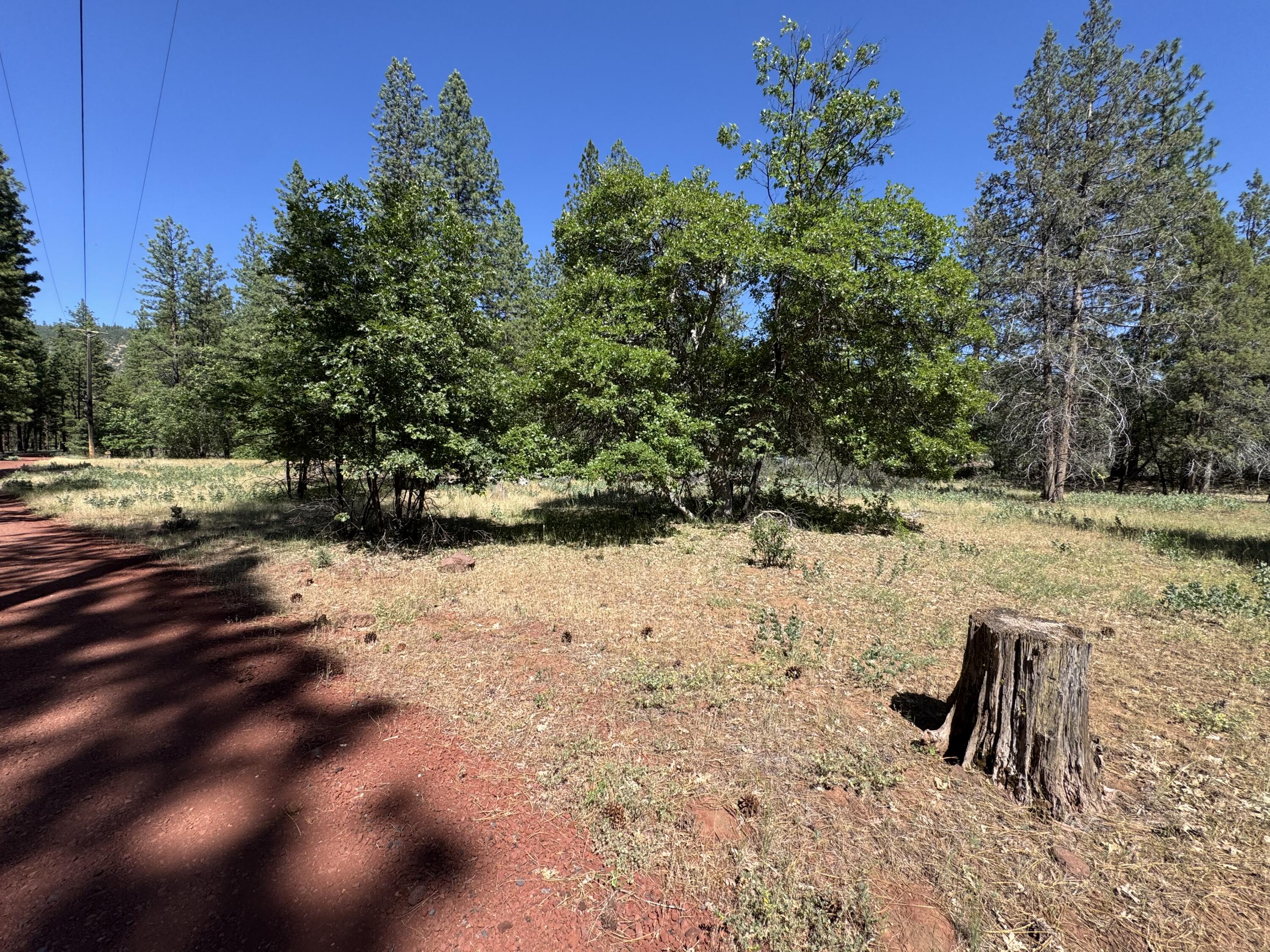 Xxx Old Brown Ranch Road McArthur, CA 96056 - Photo 5 of 12 a view of a yard with a tree