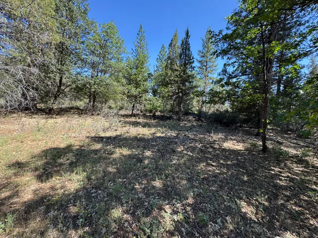 a view of a forest with trees in the background