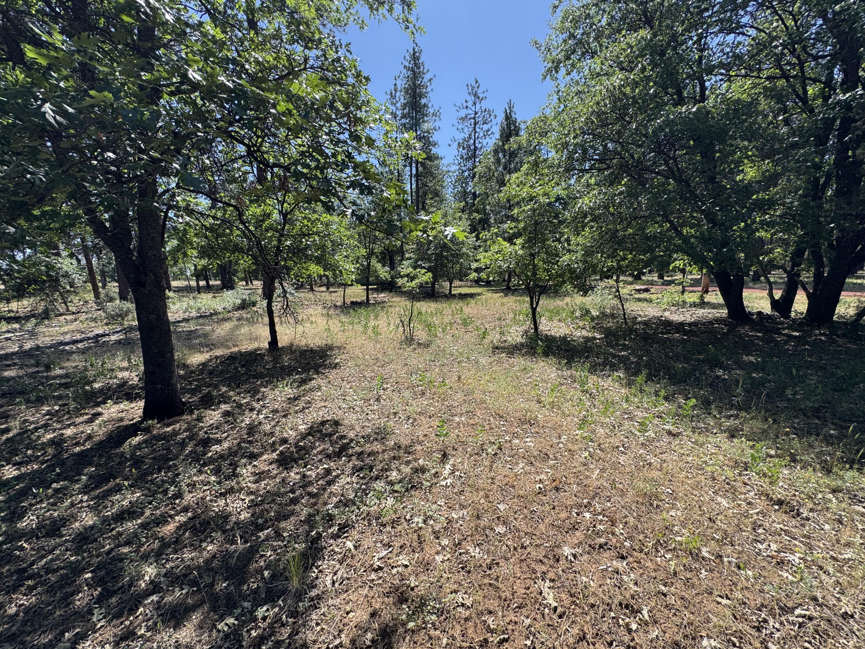 Xxx Old Brown Ranch Road McArthur, CA 96056 - Photo 8 of 12 a view of a yard with a tree