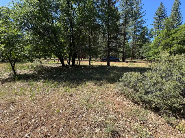 a view of a yard with large trees