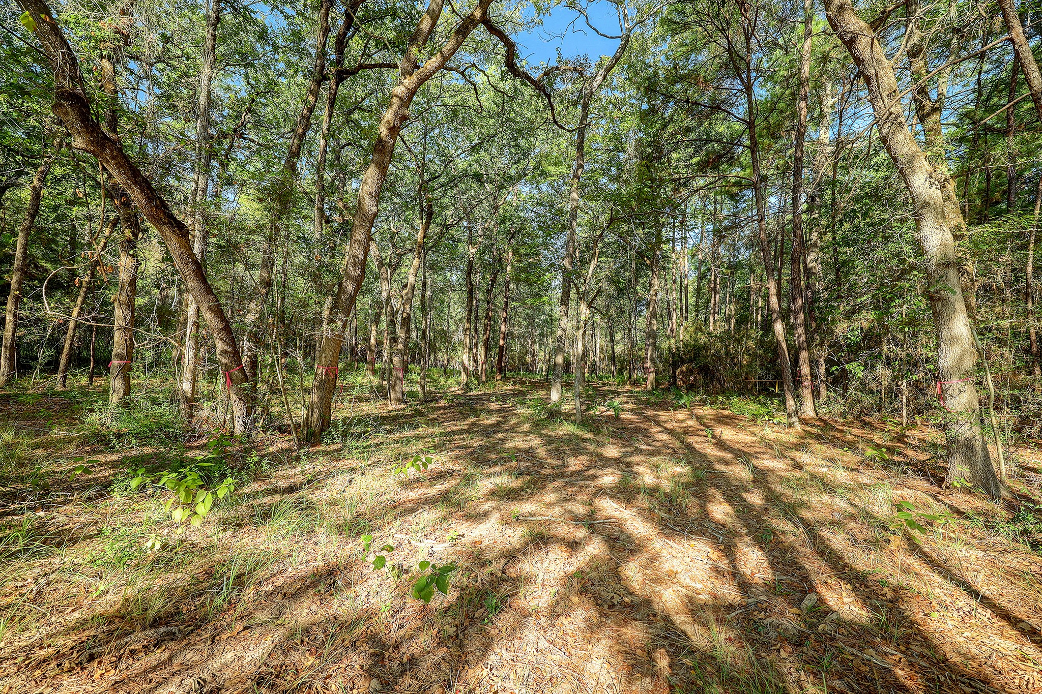 189 Rim Rock Road Huntsville, TX 77340 - Photo 11 of 13 a view of backyard with green space