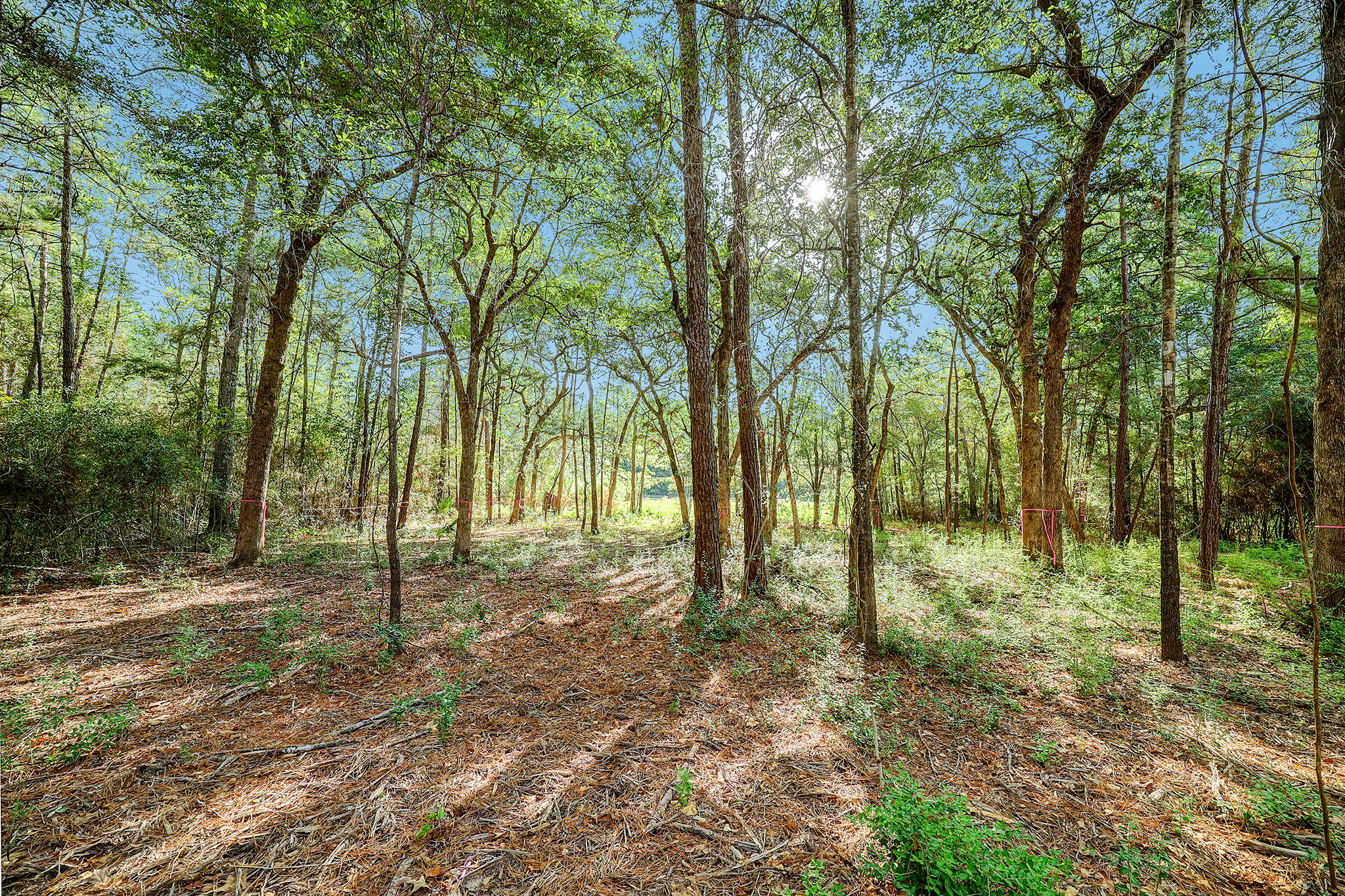 189 Rim Rock Road Huntsville, TX 77340 - Photo 12 of 13 a view of outdoor space with trees