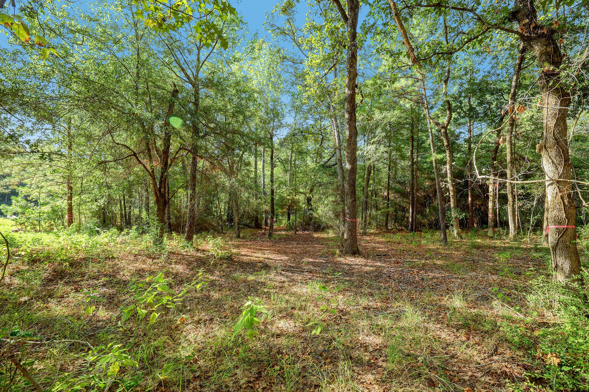 189 Rim Rock Road Huntsville, TX 77340 - Photo 13 of 13 a view of a forest with trees