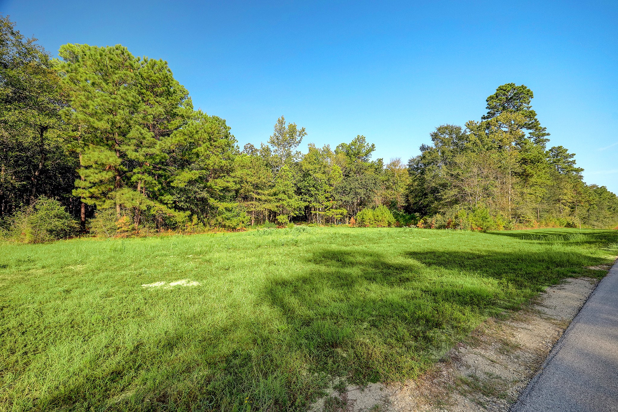 189 Rim Rock Road Huntsville, TX 77340 - Photo 5 of 13 a view of a grassy field with trees