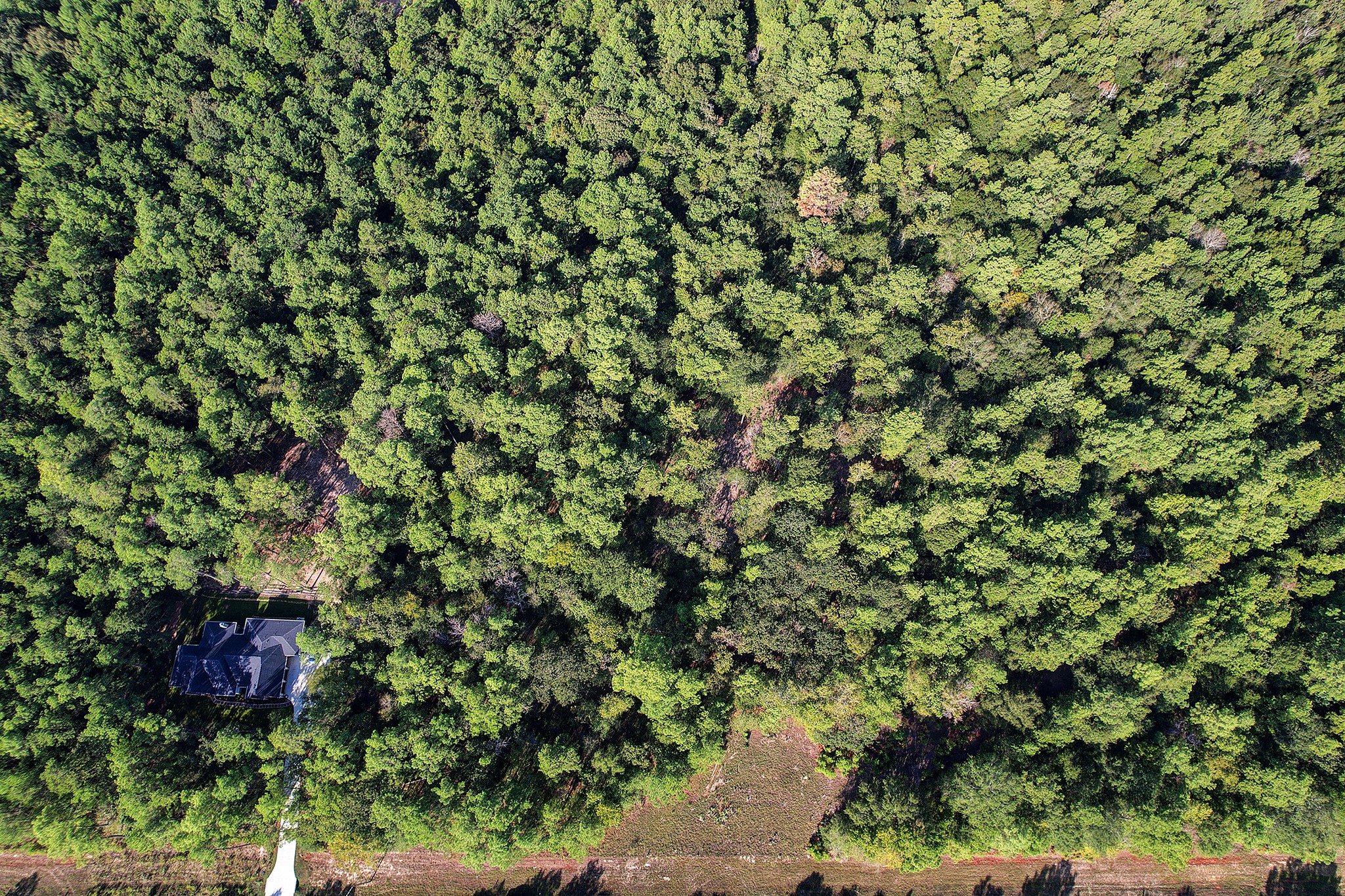 189 Rim Rock Road Huntsville, TX 77340 - Photo 9 of 13 a view of a tree in a backyard of a house