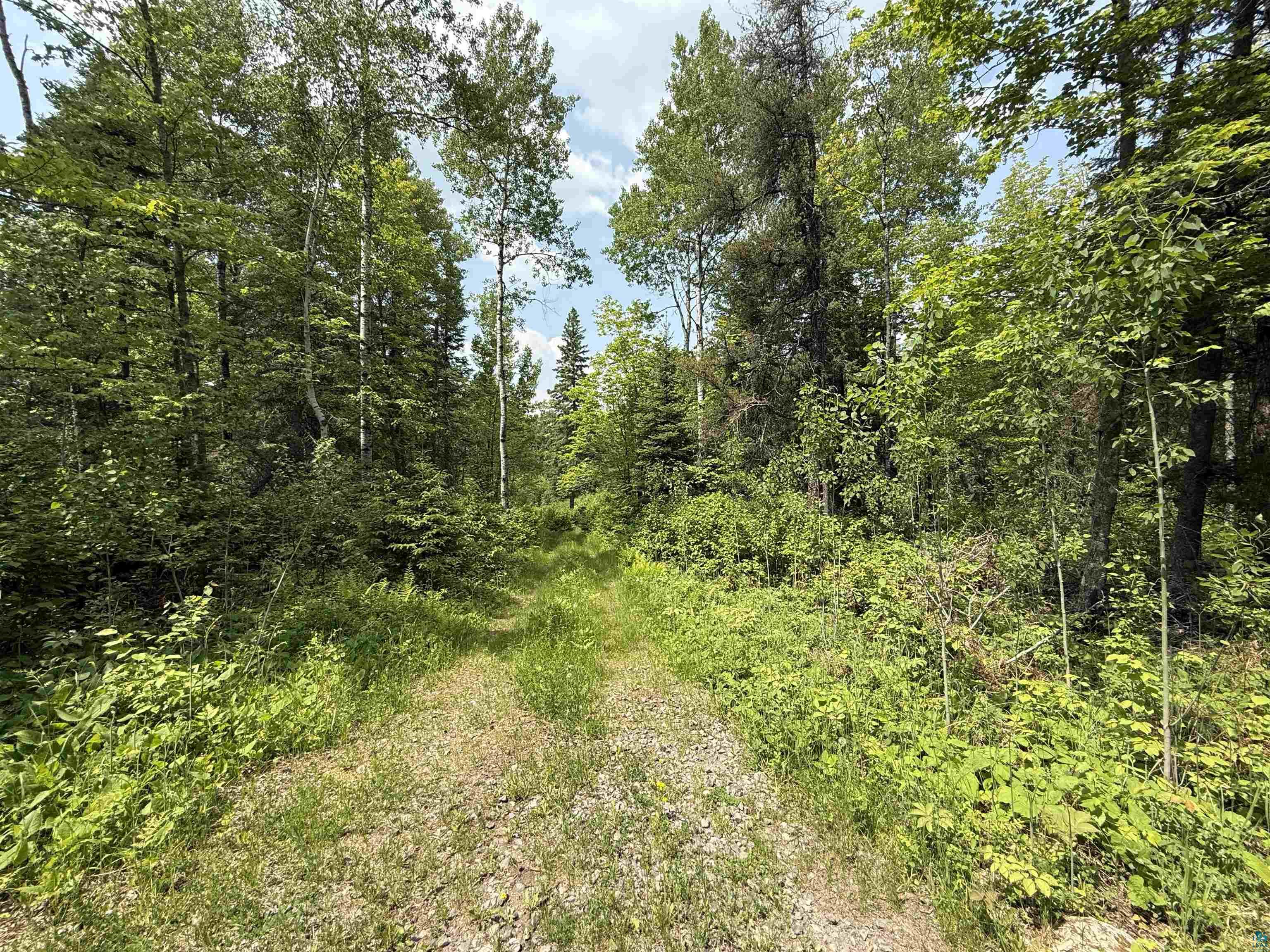 Tbd Samuelson Road Angora, MN 55703 - Photo 4 of 43 View of wooded area