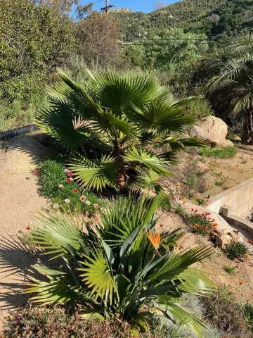 a view of a yard with plants and trees