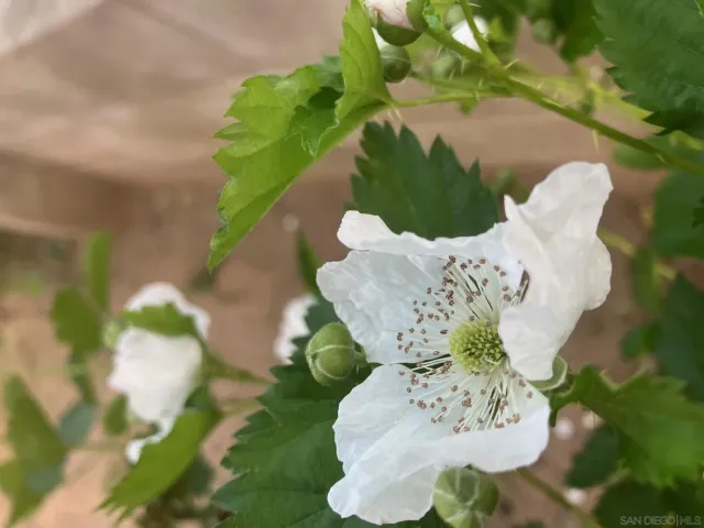 $949,000 | 1088 Deer Springs Road, San Marcos, CA 92069