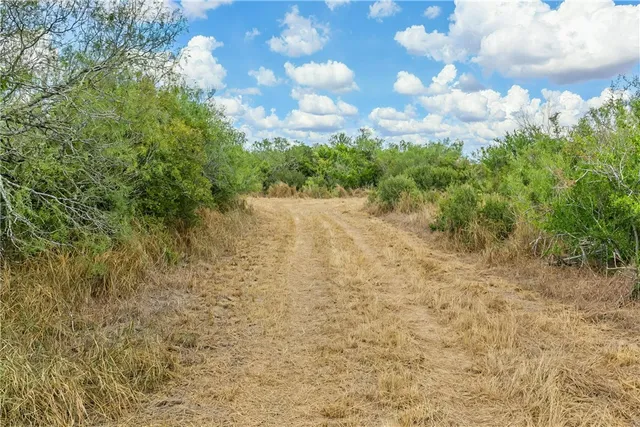 a view of a yard with plants and trees