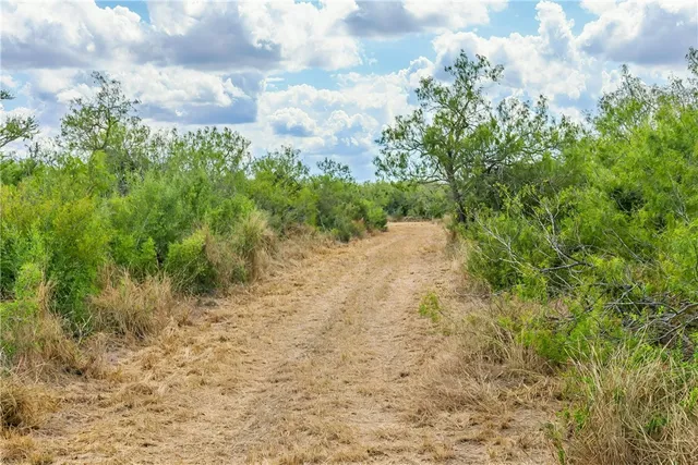 a view of a yard with plants and a trees