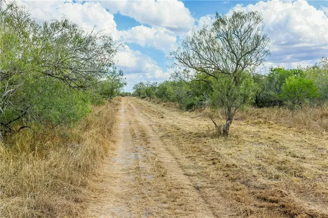a view of a yard with a tree